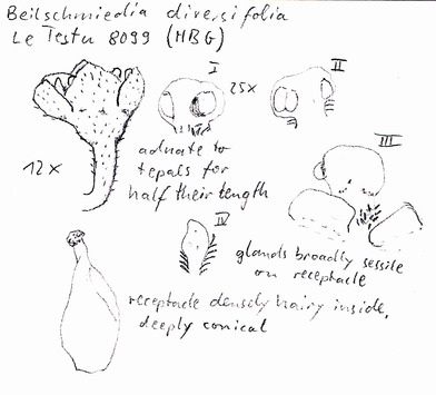 Vorschaubild Beilschmiedia diversiflora Pierre ex Robyns & R. Wilczek